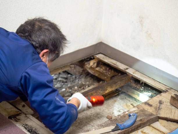 Best Attic Mold Removal  in Roland, OK
