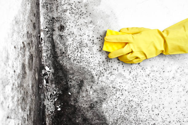 Best Office Mold Removal Services  in Roland, OK