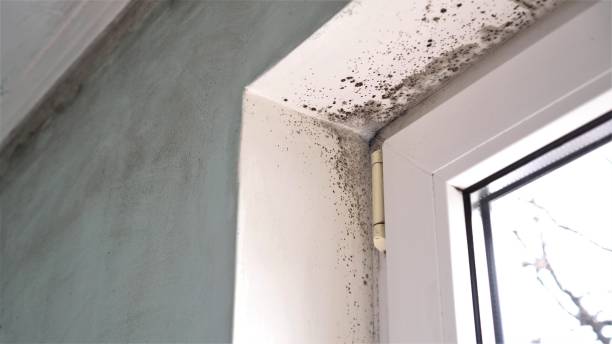 Trusted Roland, OK Mold Removal Experts