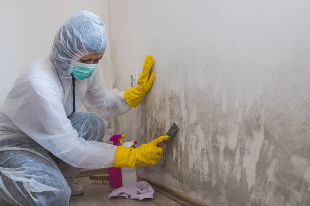Best Same-Day Mold Removal  in Roland, OK