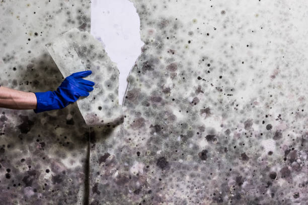 Best Mold Testing  in Roland, OK