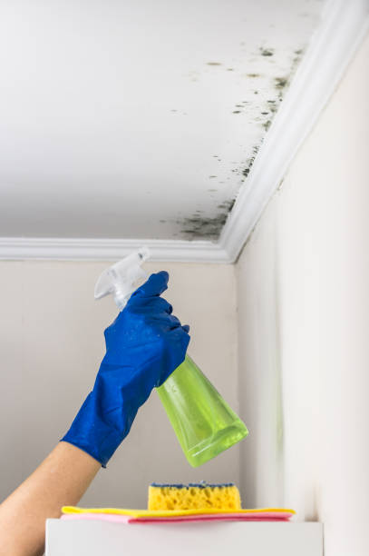 Best Local Mold Removal Service  in Roland, OK